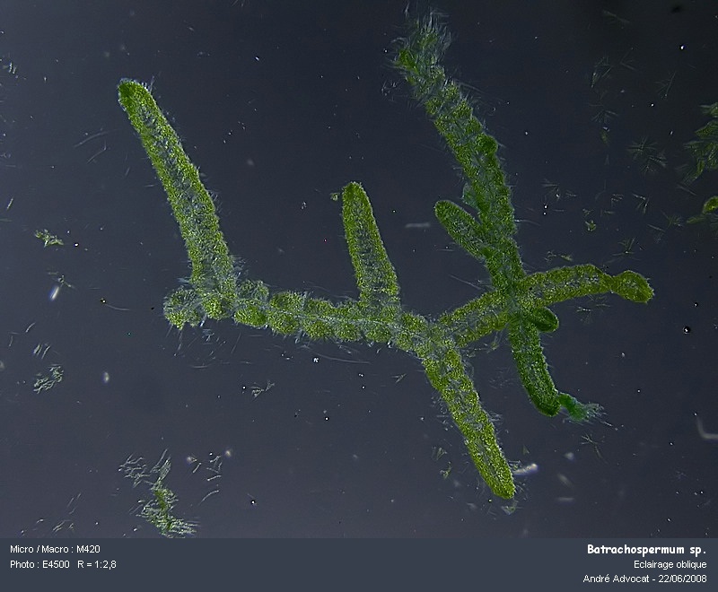 Batrachospermum sp. (Rhodophytes,Algue rouge) #4505