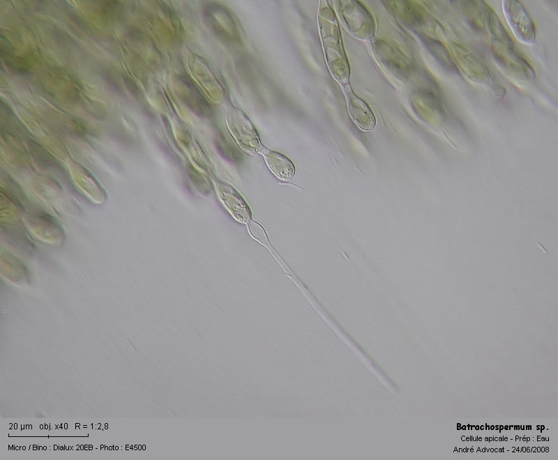 Batrachospermum sp. (Rhodophytes,Algue rouge) #4535