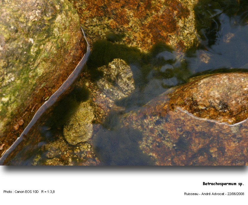 Batrachospermum sp. (Rhodophytes,Algue rouge) #4504