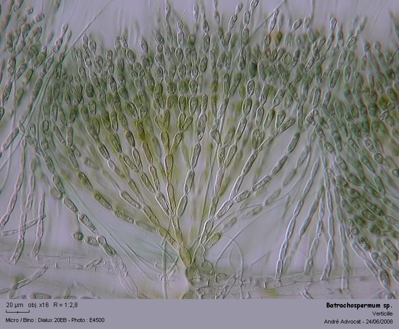 Batrachospermum sp. (Rhodophytes,Algue rouge) #4526