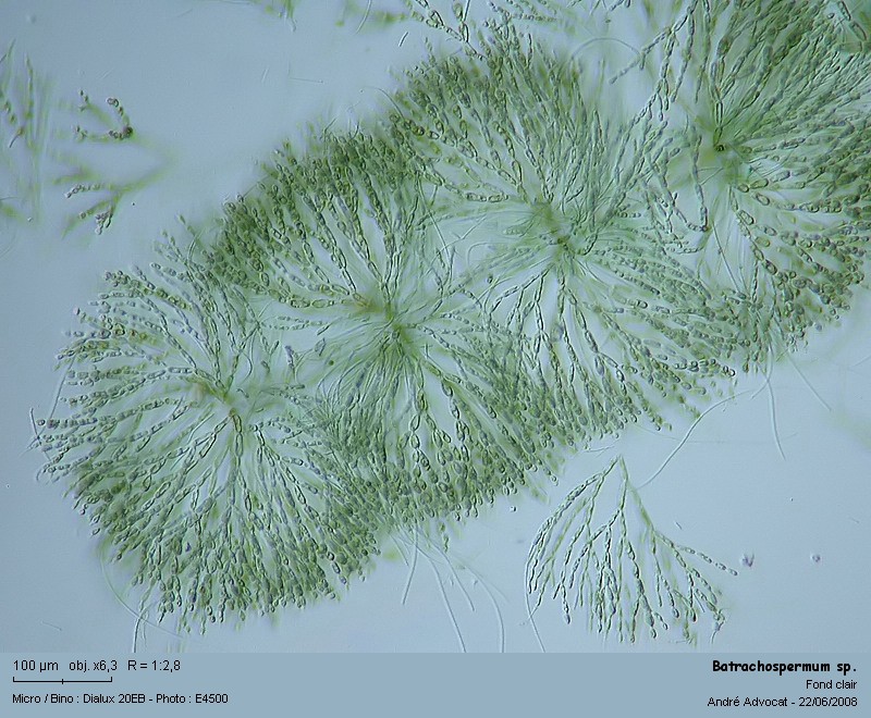 Batrachospermum sp. (Rhodophytes,Algue rouge) #4508