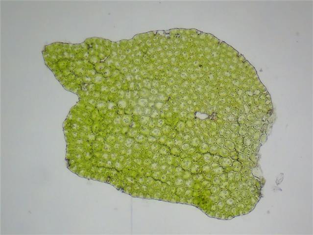 Bazzania flaccida (Dumort.) Grolle #61739