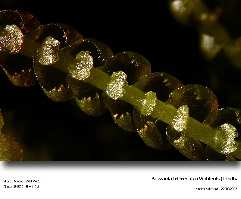 Bazzania tricrenata (Wahlenb.) Lindb. #39957