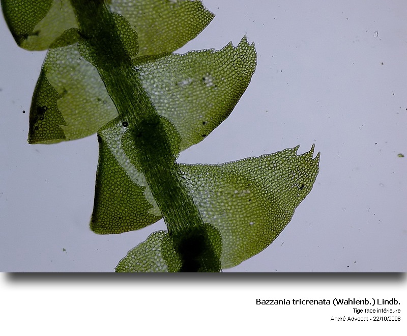 Bazzania tricrenata (Wahlenb.) Lindb. #7142