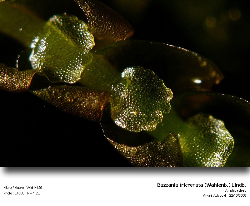 Bazzania tricrenata (Wahlenb.) Lindb. #39958