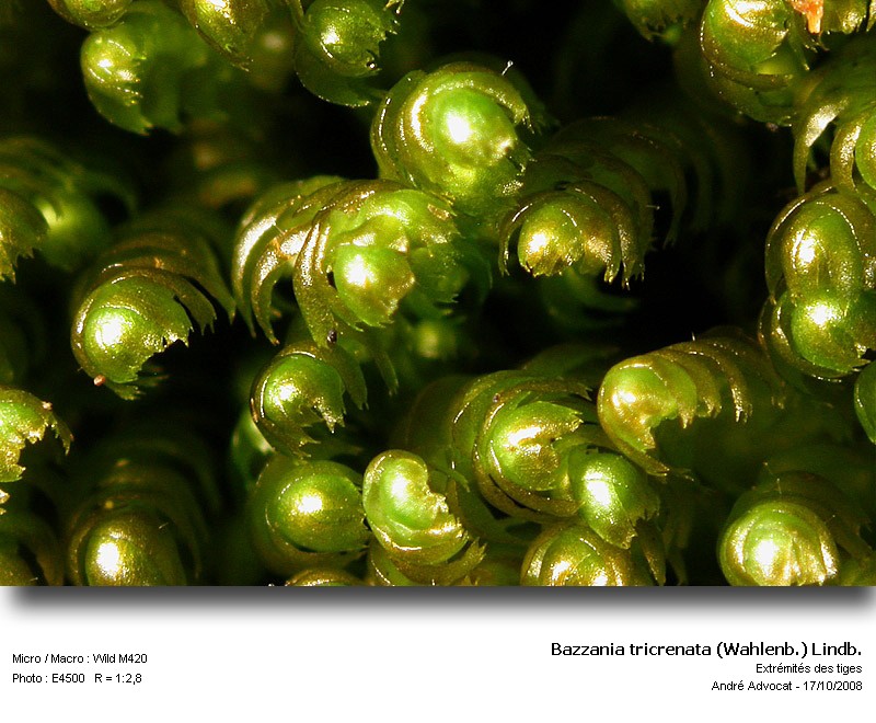 Bazzania tricrenata (Wahlenb.) Lindb. #39956