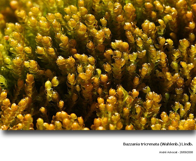 Bazzania tricrenata (Wahlenb.) Lindb. #39954