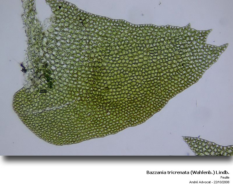 Bazzania tricrenata (Wahlenb.) Lindb. #7143