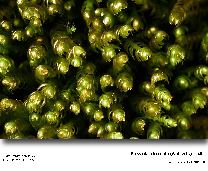 Bazzania tricrenata (Wahlenb.) Lindb. #39955