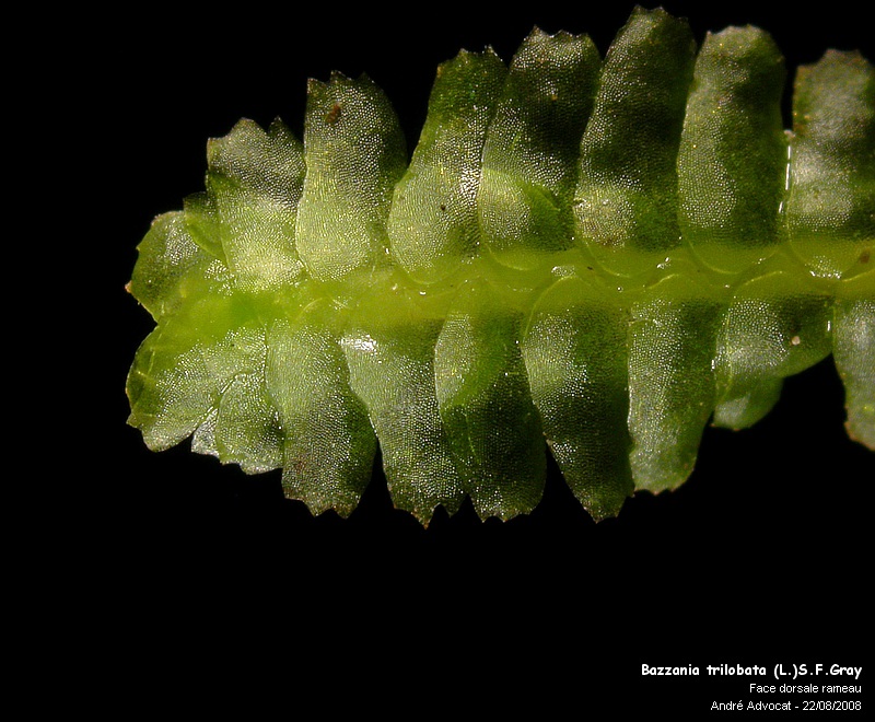 Bazzania trilobata (L.)S.F.Gray #5203