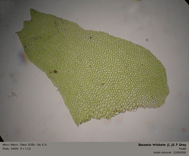 Bazzania trilobata (L.)S.F.Gray #34991
