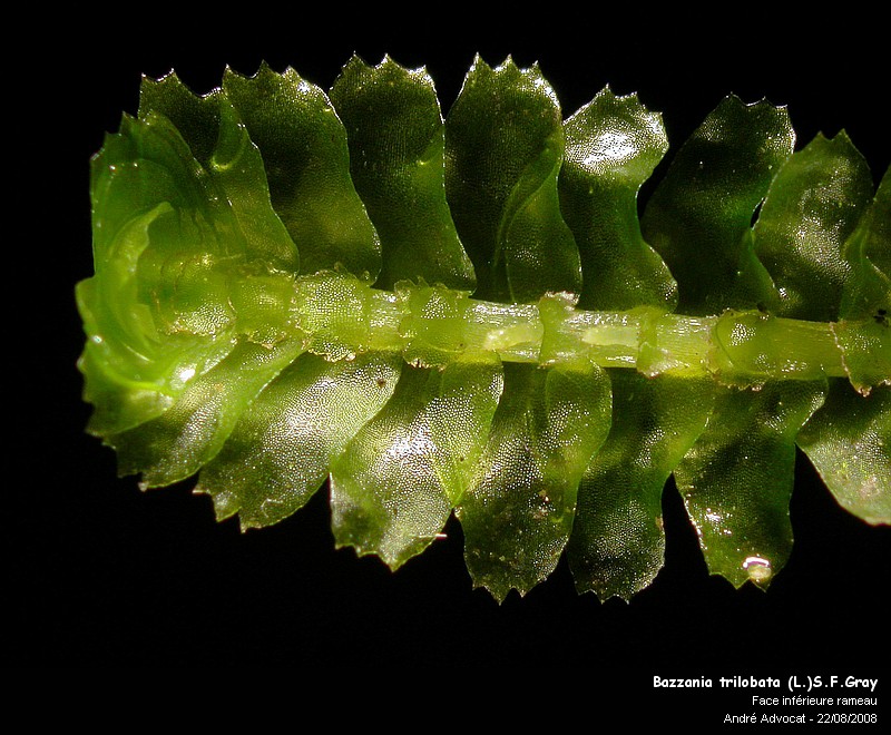 Bazzania trilobata (L.)S.F.Gray #5204