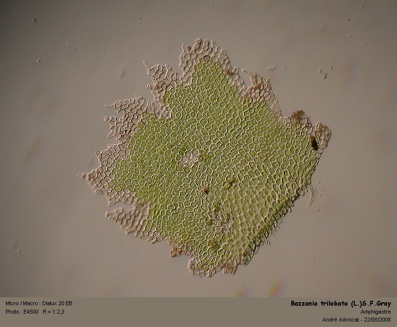 Bazzania trilobata (L.)S.F.Gray #34990