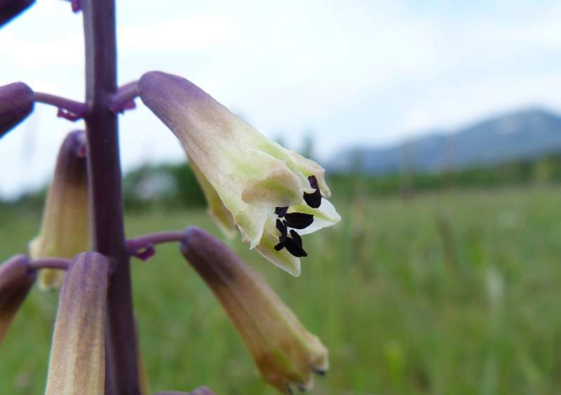 Bellevalia trifoliata (Ten.) Kunth, 1843 #30798