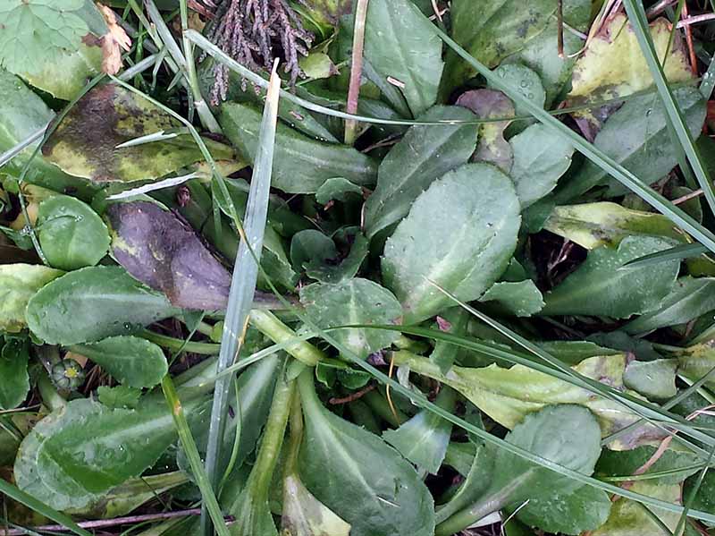 Bellis perennis #48494