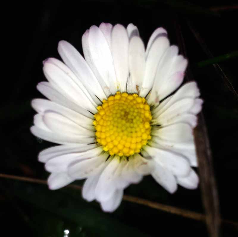 Bellis perennis #48497