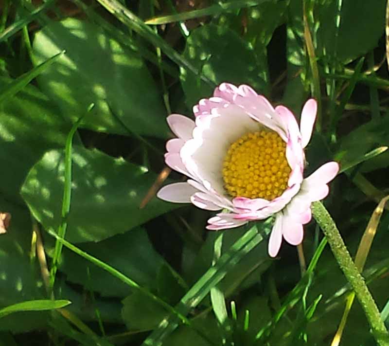 Bellis perennis #48496