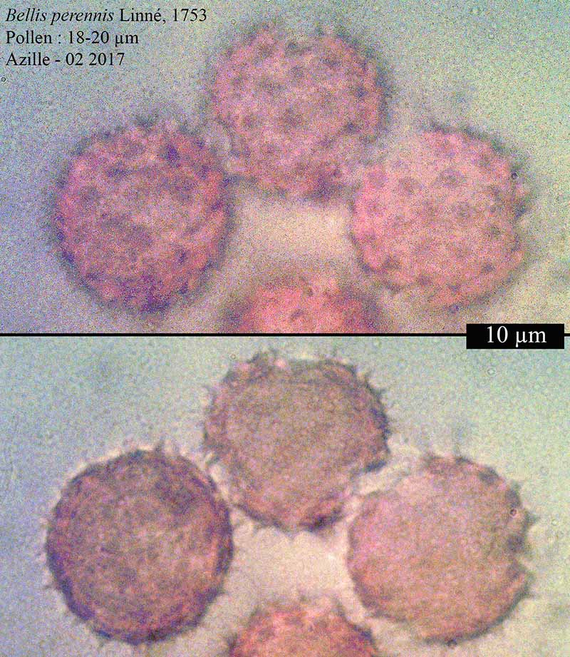 Bellis perennis Linné, 1753 #48510