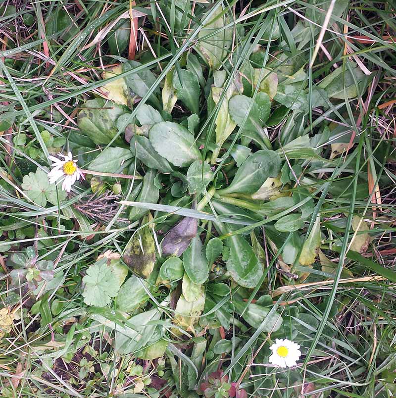Bellis perennis #48493