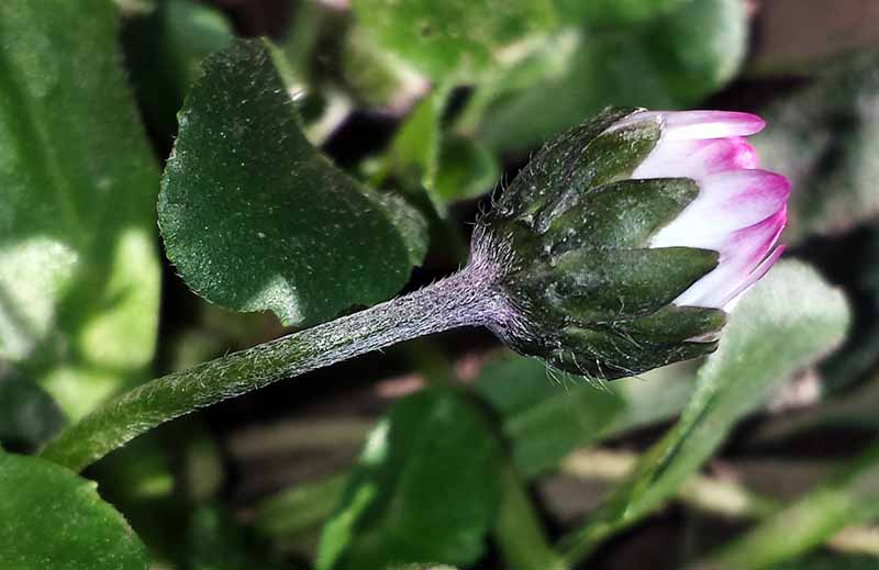Bellis perennis #48495
