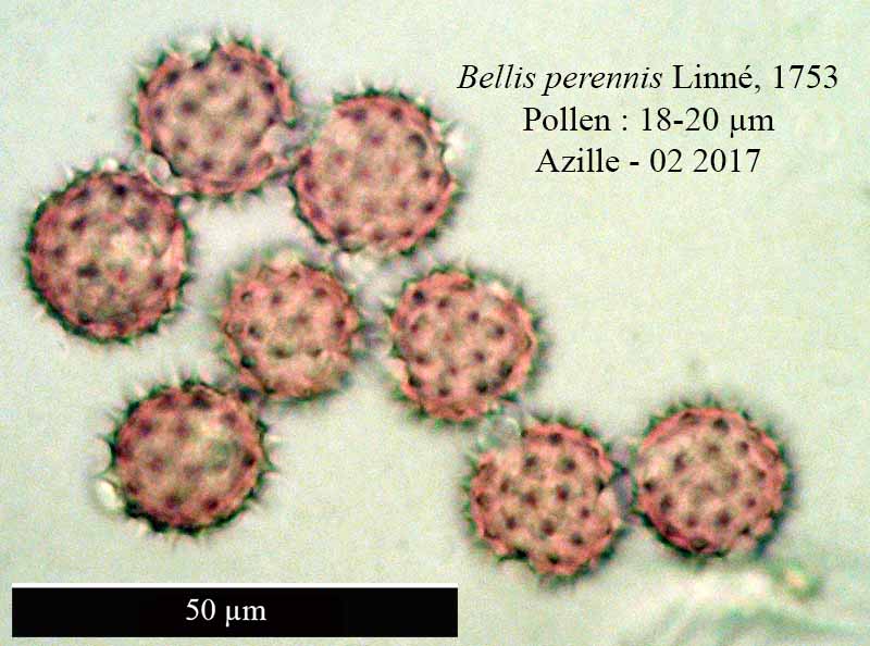 Bellis perennis Linné, 1753 #48499