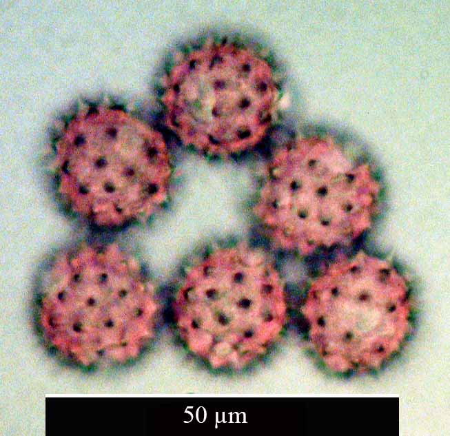 Bellis perennis Linné, 1753 #48500