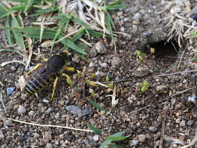 Bembix rostrata (abeille ou guèpe des sables ) #63937