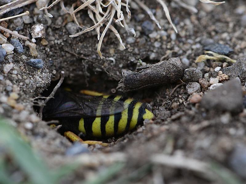 Bembix rostrata (abeille ou guèpe des sables ) #63939