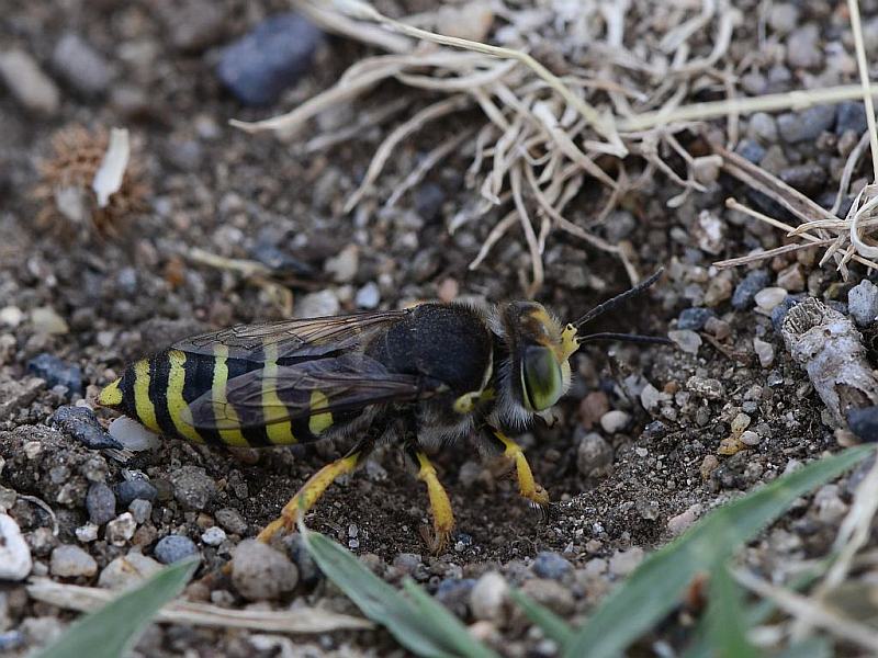Bembix rostrata (abeille ou guèpe des sables ) #63938