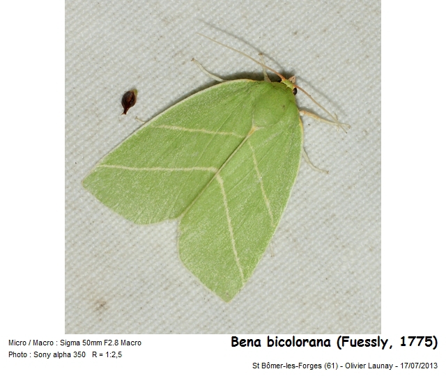 Bena bicolorana (Fuessly, 1775) - Halias du chêne #43808
