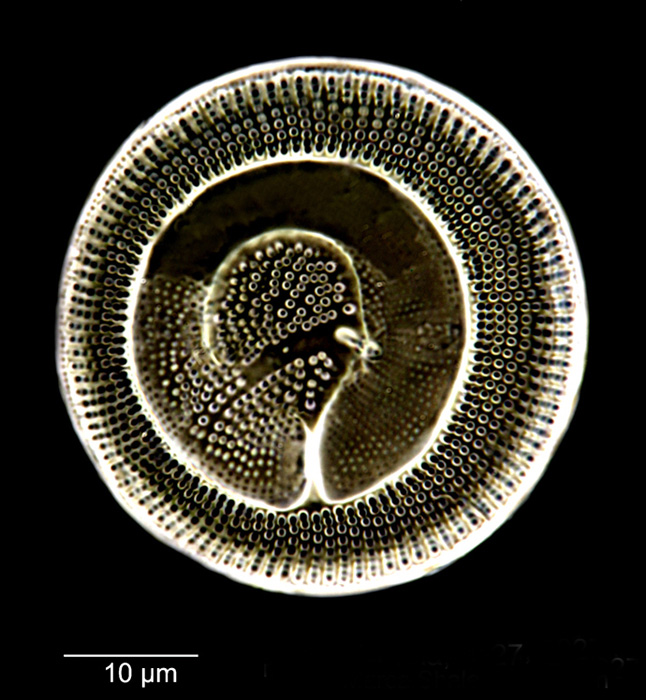 Benetorus fantasmus #79574