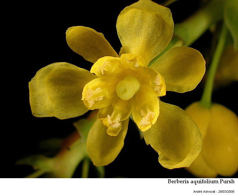 Berberis aquifolium Pursh #42505