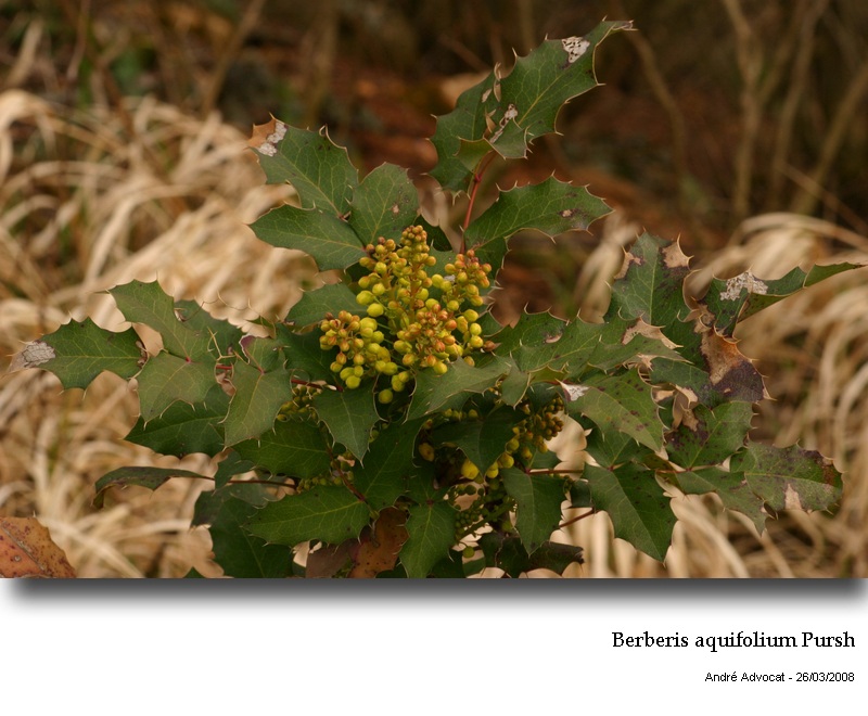 Berberis aquifolium Pursh #42504