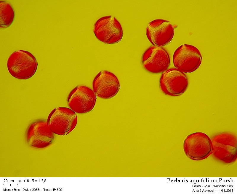 Berberis aquifolium Pursh #42506