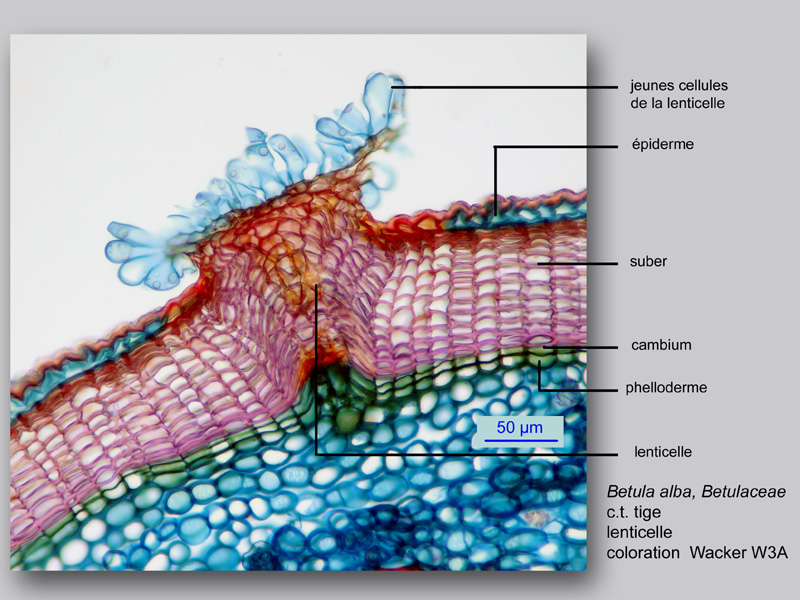 Betula alba, histologie, histology. #25105