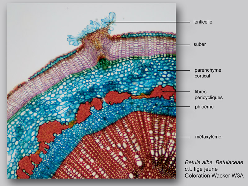 Betula alba, histologie, histology. #25104