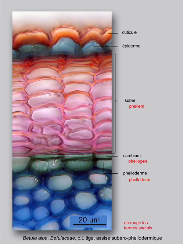 Betula alba, histologie, histology. #25106