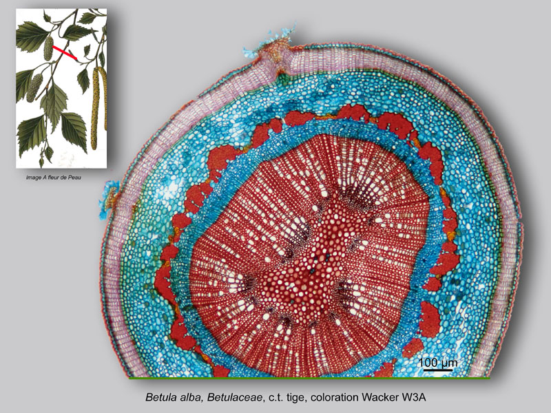 Betula alba, histologie, histology. #25103