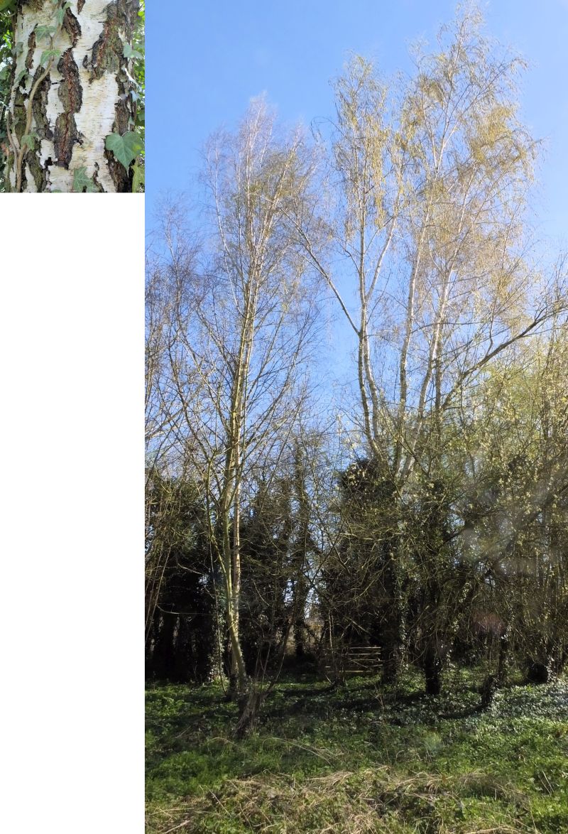Betula pendula #74076