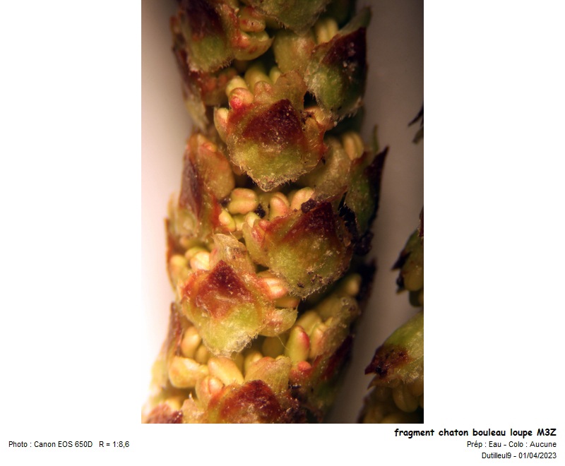Betula pendula #74080