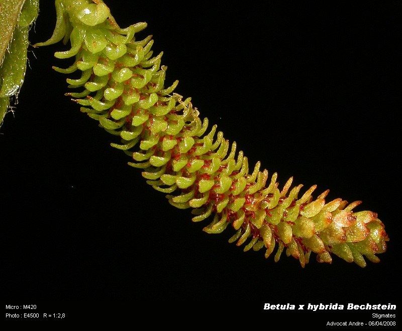 Betula x hybrida Bechstein #3228