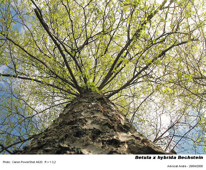 Betula x hybrida Bechstein (Bouleau-pollen) #3574