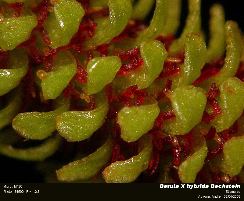 Betula x hybrida Bechstein #3229