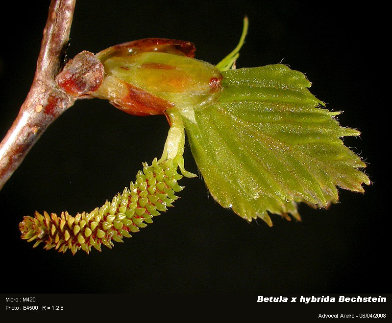 Betula x hybrida Bechstein #3227
