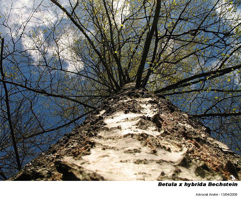 Betula x hybrida Bechstein #3302