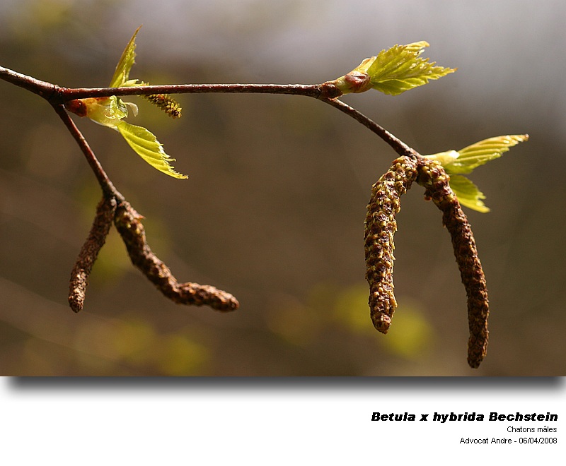 Betula x hybrida Bechstein #3226