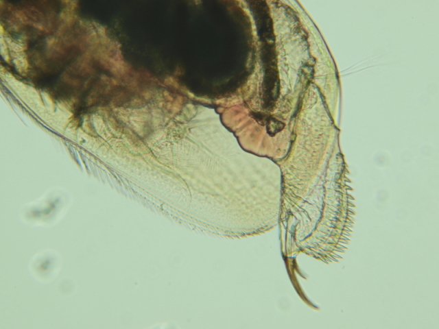 Biapertura affinis - Chydoridae #10809