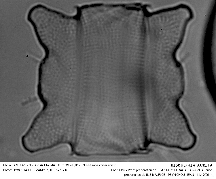 BIDDULPHIA AURITA #40068
