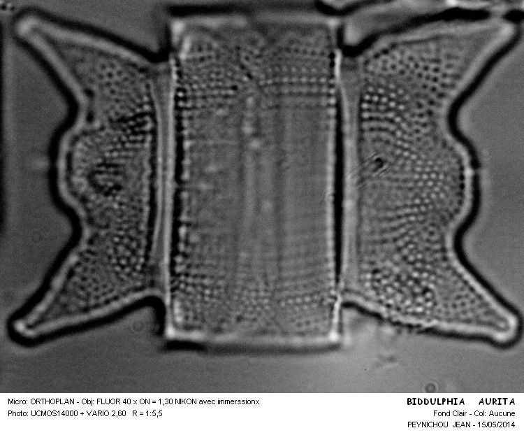 BIDDULPHIA AURITA #37557