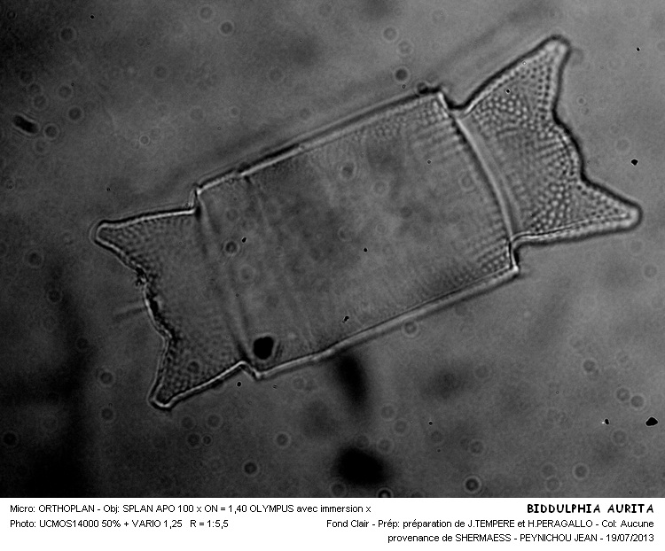 BIDDULPHIA AURITA #32773